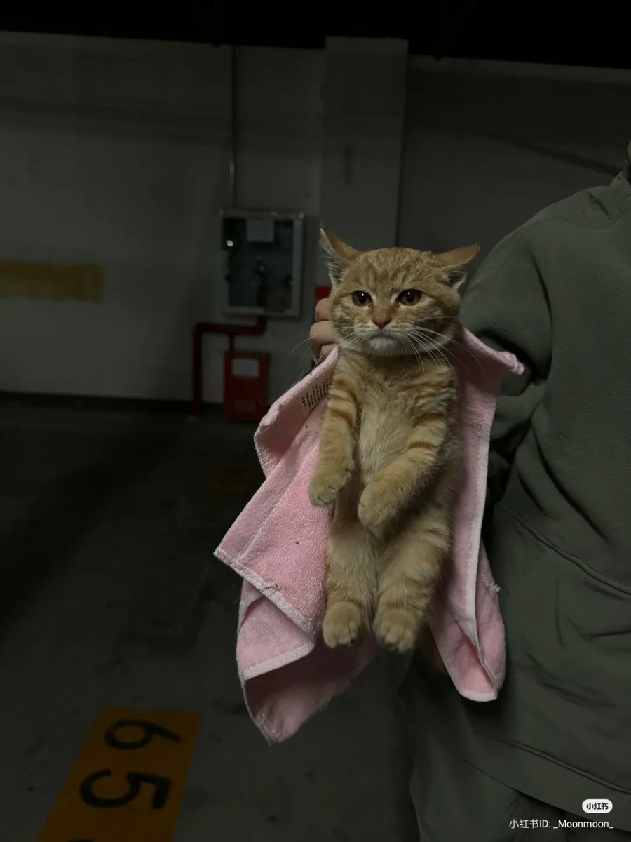 IMG-12D6893D54D5C4588252994BEF51884F